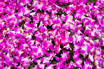 Pink or purple  orchids blooming  decoration on wall background