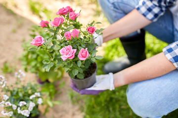 Wall Mural - gardening and people concept - woman planting rose flowers at summer garden