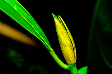 Canvas Print - Top of the jackfruit tree