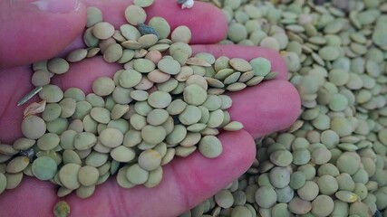 Wall Mural - close-up dry lentils, a person picks up dry lentils with his hands,