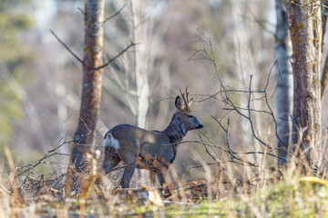 Poster - Roe deer buck in the woodland