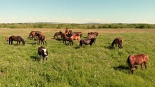 Various Brown Horses And Black White Cow Stand On Green Meadow And Graze Grass On The Farmland, Aerial View. Group Of Farming Animals On Pasture. Rural Scene.