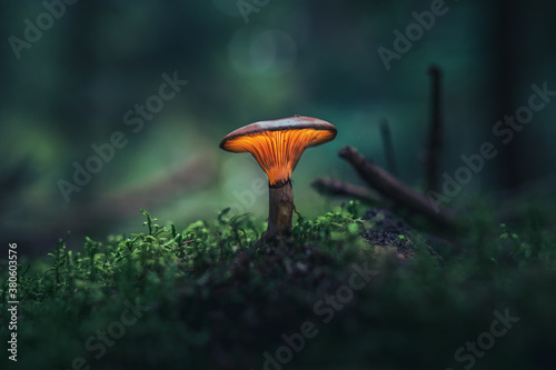 Cuadros en Lienzo Glowing mushroom in dark forest in vibrant colors covered in moss