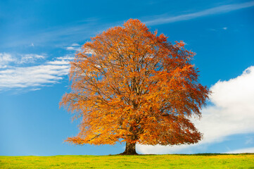 Wall Mural - single big old beech tree on the meadow in autumn