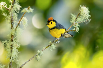  The collared whitestart (Myioborus torquatus), also known as the collared redstart, is a tropical New World warbler endemic to the mountains of Costa Rica and western-central Panama.