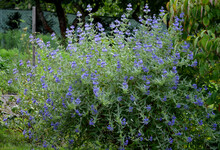 It Is A Lower Woody Shrub That Offers Late Summer Flowering Of Deep Blue-violet Color. The Heavenly Blue Variety Bears Almost Silver Leaves From Below. The Flowers Are Small, As If Hairy Laths Of Blue
