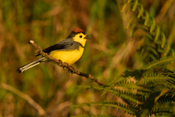  The collared whitestart (Myioborus torquatus), also known as the collared redstart, is a tropical New World warbler endemic to the mountains of Costa Rica and western-central Panama.