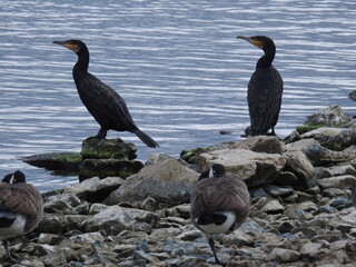 Two cormorants on rocks