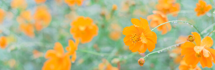 panoramic blooming yellow sulfur cosmos bush with rain drops at organic garden near dallas, texas, u
