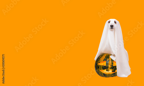 Fotomural Dog under white sheet as Halloween costume of spooky ghost with carved blazing p