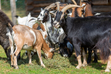 Poster - Portrait of a goat at a farm