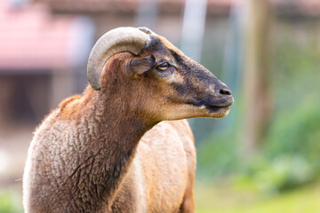 Poster - Portrait of a goat at a farm