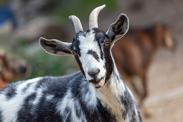 Poster - Portrait of a goat at a farm