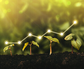 seedling are growing from the rich soil. concept of business growth, profit, development and success