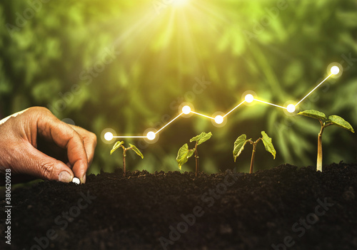 Cuadros en Lienzo Hand planting seedling growing step in garden with sunshine