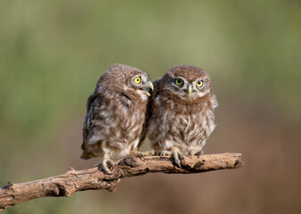 Adult birds and little owl chicks (Athene noctua) are photographed at close range closeup on a blurred background.