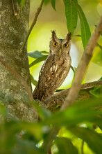 Pacific Screech Owl (Megascops Cooperi) Is A Species Of Owl In The Family Strigidae. It Is Found In Costa Rica, El Salvador, Guatemala, Honduras, Mexico, And Nicaragua.