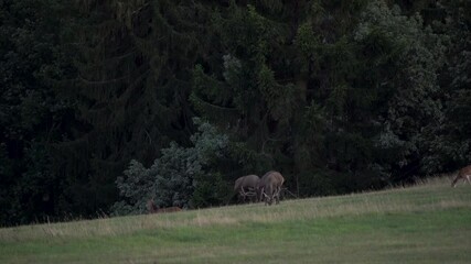 Poster - Red deer on the meadow. Red deer roaring near the forest. European nature. Red deer during the running time. Two red deer fighting.