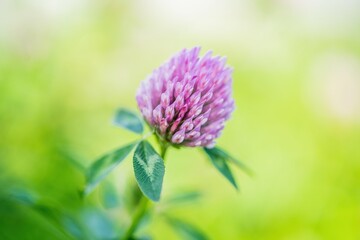 Canvas Print - Small wild flower round purple