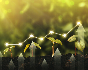 Wall Mural - Seedling are growing from the rich soil. Concept of business growth, profit, development and success.	
