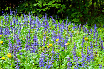 Wall Mural - field of blue flowers in the garden