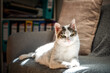 © catgrig - Cute cat posing on the sofa in an office