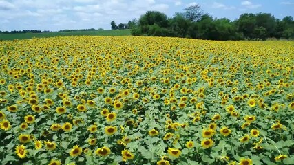 Sticker - wonderful field of sunflowers and blue sky with clouds drone view