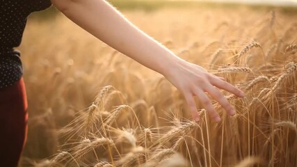 Wall Mural - leads his hand over ripe spikelets of wheat in the rays of the sun