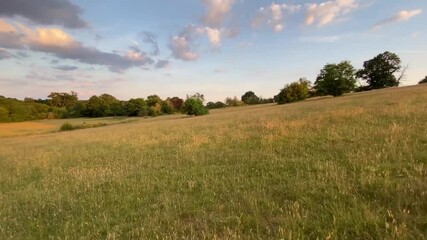 Wall Mural - a walk in a beautiful landscape and with a tree in the field