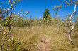 Siberian nature, grass and small trees in autumn time