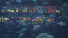 Breathtaking Underwater Footage In One Of The World's Largest Indoor Aquarium The Dubai Mall Aquarium With The Amazing School Of Fish Swing Around With The Beautiful Coral, Gates Underwater, 8K