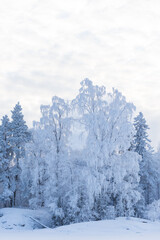 Wall Mural - Tree branches covered in frost snow