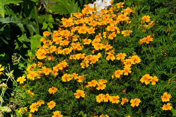 Flowers of yellow marigolds on a flower bed in the garden.