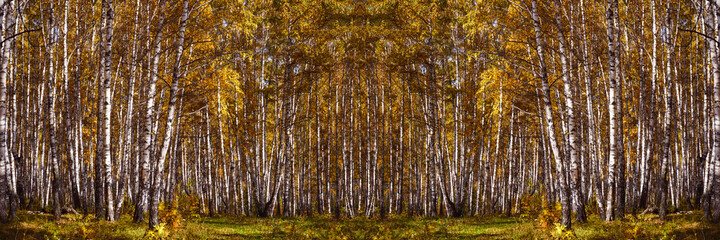  Golden autumn in a birch grove pisage. Colorful bright foliage and white birch trunks. Yellow red orange foliage on the trees in the forest. Fall leaf season background.