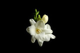 Fototapeta Kwiaty - Beautiful white freesia flowers on black background