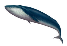 Blue Whale Great Illustration Isolate Art Realistic.