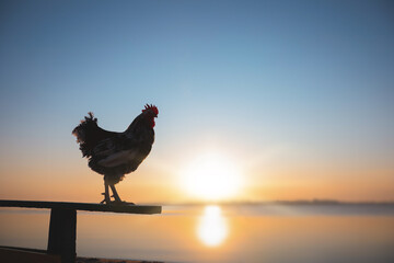 Wall Mural - big domestic rooster on bench near river at sunrise, space for text. morning time