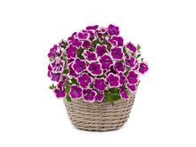 Bouquet Of Petunias Isolated On White Background.