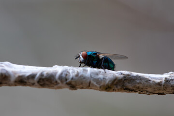 A common housefly sits perfectly still on a branch outside. insects in nature. blue fly