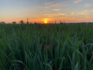 field at sunset