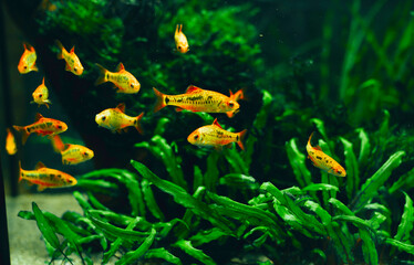 small decorative fish in an aquarium on a dark background of green underwater plants