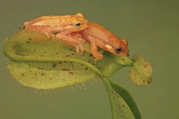 Wall Mural - Two golden yellow frogs is resting on a nephentes.