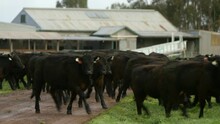 Herd Of Cows Running On Farm Land With Large Old Style Australian Barn In Background