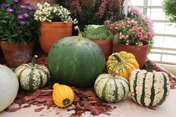 Bright colored autumn pumpkins and flowers in October