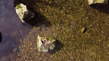 Aerial Footage Of Shallow Stream With Rocks And Pebbles