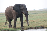 Fototapeta Sawanna - african elephant walking