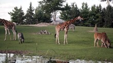 African Safari Animals (Giraffes, Zebras, Eland Antelope) Roam In Grassy Outdoor Zoo Enclosure
