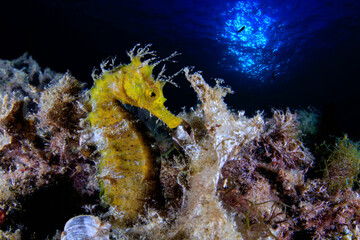 sea horse