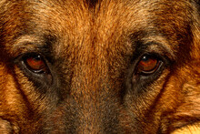 Upright And Straight Shit Of A Tan German Shepherd Dog With Light Brown Eyes, Hazelnut. You Will See The Close-up Only Of The Eyes While Looking Directly Into The Eyes Of The Viewer.