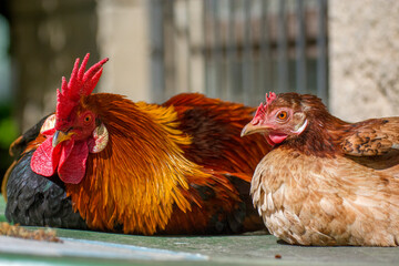 Wall Mural - Two roosters 3